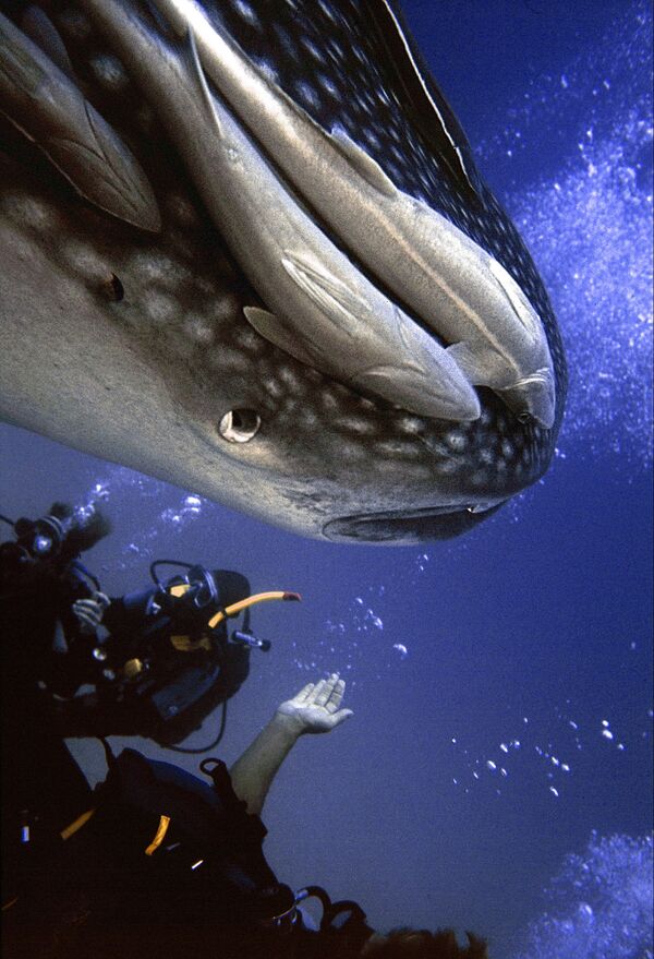 Thợ lặn ngắm con cá mập voi dưới độ sâu 66 feet tại bờ biển phía nam Kenya - Sputnik Việt Nam