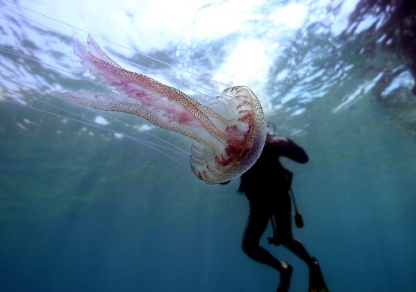 Con sứa bơi cạnh người thợ lặn gần Kemer, Thổ Nhĩ Kỳ - Sputnik Việt Nam
