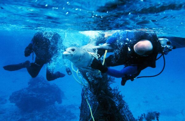 Thợ lặn cứu con hải cẩu bị mắc vào lưới đánh cá. - Sputnik Việt Nam