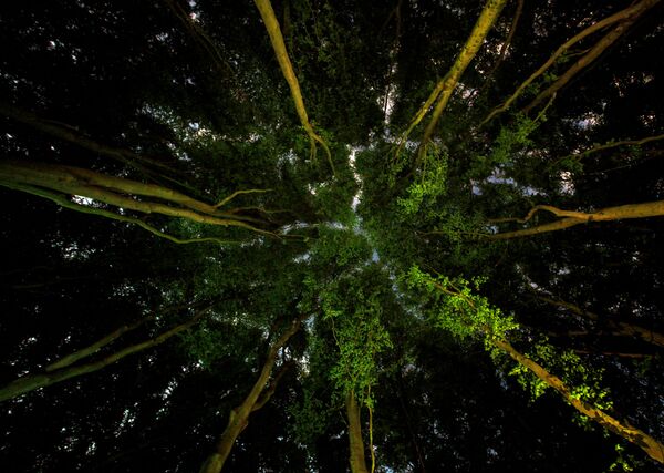 Bức ảnh Lungs of the Earth của nhiếp ảnh gia Ian Wade, lọt chung kết cuộc thi Environmental Photographer of the Year 2019
 - Sputnik Việt Nam