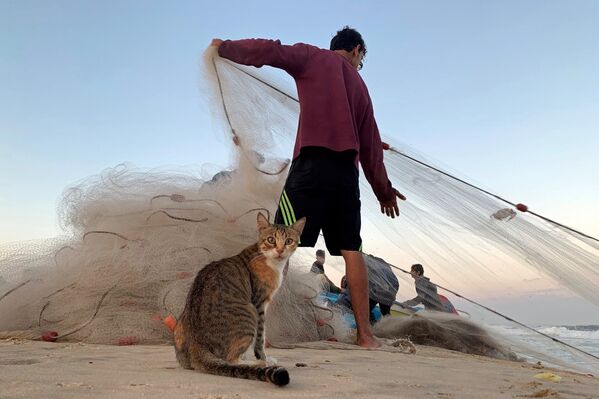 Con mèo và ngư dân Palestine trên bãi biển ở phía bắc Dải Gaza - Sputnik Việt Nam