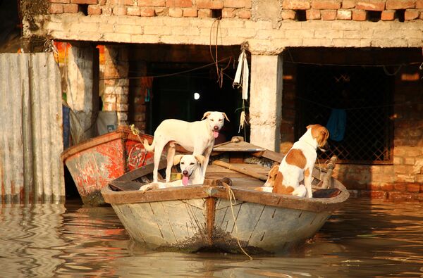 Con chó trong chiếc thuyền gần ngôi nhà bị ngập bên bờ sông Yamuna ở Allahabad, Ấn Độ - Sputnik Việt Nam