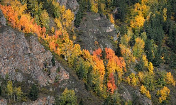 Mùa thu trong rừng taiga Siberia, trên bờ đá sông Yenisei, quận Divnogorsk - Sputnik Việt Nam