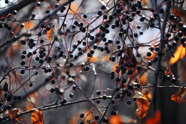 Quả mọng trên cây cối mùa thu ở Ngoại Baikal - Sputnik Việt Nam