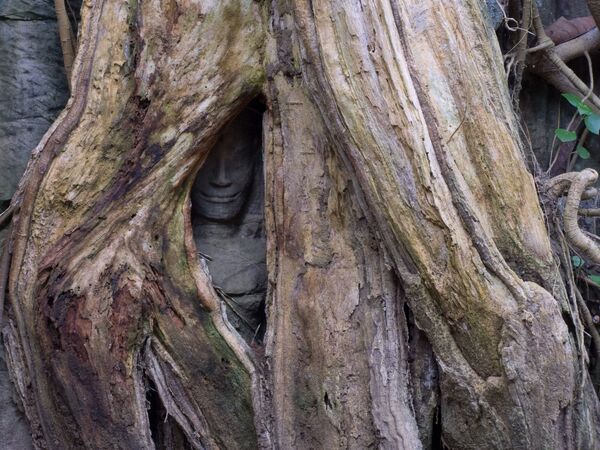 Bức tượng từ hốc cây tại khu đền Ta Prohm ở Campuchia - Sputnik Việt Nam