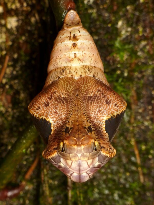 Sâu bướm đầu rắn (Dynastor darius) - Sputnik Việt Nam