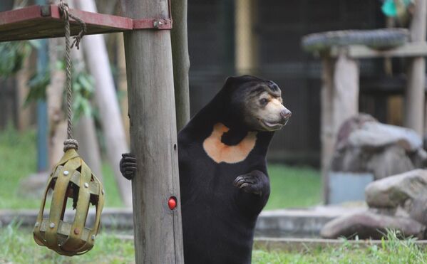 Gấu được nuôi dưỡng chăm sóc tại Trung tâm cứu hộ Gấu Việt Nam - Sputnik Việt Nam