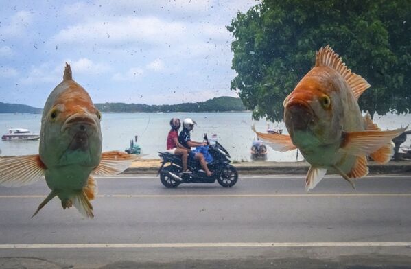 Hình ảnh bãi biển Ra Wai ở Phuket, chụp qua lớp kính bể cá với những con cá đang bơi - Sputnik Việt Nam