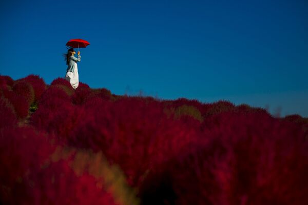 Cô gái trên nền hoa ở Công viên Hitachi tại Tokyo - Sputnik Việt Nam