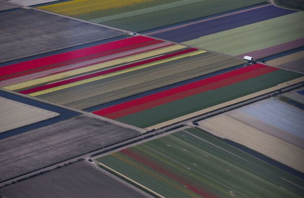 Cánh đồng hoa tulip ở Hà Lan - Sputnik Việt Nam