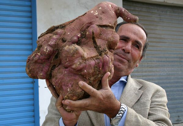 Nông dân Lebanon Khalil Semhat với củ khoai lang khổng lồ do ông tự trồng. Năm 2008 - Sputnik Việt Nam