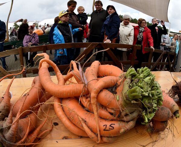 Cà rốt khủng tại cuộc thi rau khổng lồ ở Klaistow, Đức. Năm 2015 - Sputnik Việt Nam