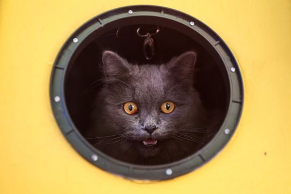 Con mèo trong khung cửa sổ tròn - Sputnik Việt Nam