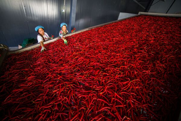 Công nhân phân loại ớt ớt, tỉnh Quý Châu, Trung Quốc - Sputnik Việt Nam