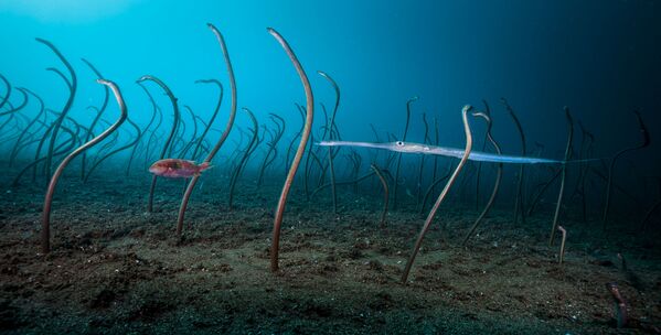 Ảnh The garden of eels (Vườn cá chình) của nhiếp ảnh gia  Mỹ David Doubilet, người chiến thắng trong hạng mục Under Water trong cuộc thi 2019 Wildlife Photographer of the Year - Sputnik Việt Nam