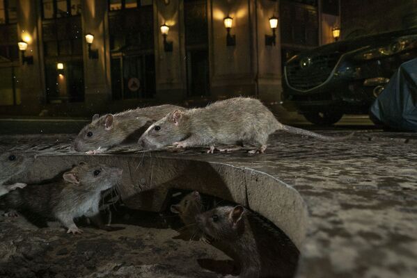 Ảnh The rat pack (Đàn chuột), nhiếp ảnh gia Anh Charlie Hamilton James, đạt giải trong hạng mục Urban Wildlife cuộc thi 2019 Wildlife Photographer of the Year - Sputnik Việt Nam