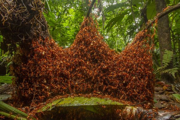 The architectural army ( Đội quân xây dựng) của nhiếp ảnh gia Mỹ Daniel Kronauer, chiến thắng hạng mục Behaviour: Invertebrates trong cuộc thi 2019 Wildlife Photographer of the Year - Sputnik Việt Nam
