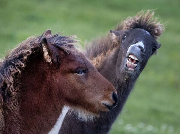 Hai chú ngựa con chơi trong đàn ngựa nòi Iceland, Verheim, Đức - Sputnik Việt Nam