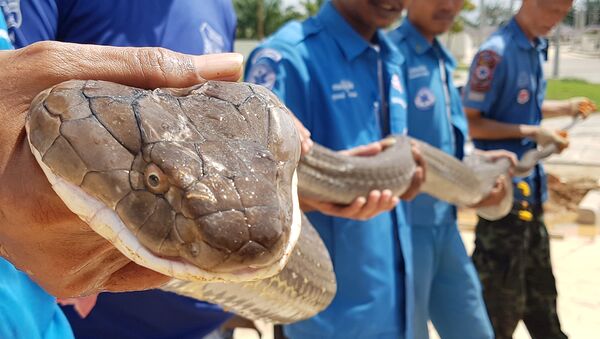 Con rắn hổ mang chúa dài bốn mét bị lực lượng cứu hộ Thái Lan bắt trong cống thoát nước tại làng quê tỉnh Krabi - Sputnik Việt Nam