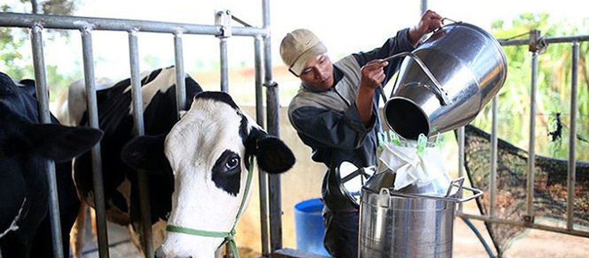 Việt Nam đặt mục tiêu năm 2020, xuất khẩu sữa sang Trung Quốc sẽ tăng từ 120 triệu USD lên 300 triệu USD. - Sputnik Việt Nam, 1920, 21.10.2019