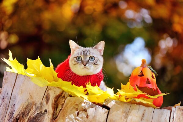Con mèo mặc áo len bên cạnh quả bí ngô - Sputnik Việt Nam