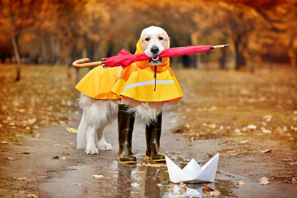 Chó Golden Retrieve  mang ủng cao su, mặc áo mưa và với chiếc ô - Sputnik Việt Nam