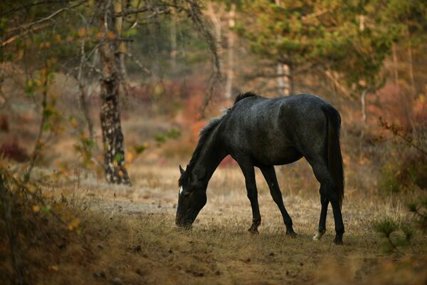 Ngựa ở Simferopol, Crưm - Sputnik Việt Nam