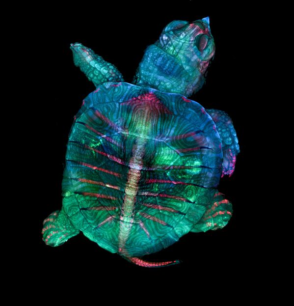 Fluorescent turtle embryo (phôi rùa huỳnh quang) của Toresa Zgoda & Teresa Kugler, hai nhiếp ảnh gia Mỹ, quán quân cuộc thi ảnh Nikon Small World 2019 - Sputnik Việt Nam