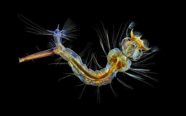 Mosquito larva (Ấu trùng muỗi phóng đại gấp bốn lần) của nhiếp ảnh gia Anh Anne Algar, giành vị trí thứ 12 trong cuộc thi ảnh Nikon Small World 2019 - Sputnik Việt Nam