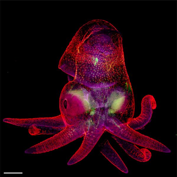 Octopus bimaculoides (Phôi bạch tuộc) của hai nhiếp ảnh gia Martyna Lukoseviciute và Dr. Carrie Albertin,  vị trí 19 trong Cuộc thi ảnh Nikon Small World 2019 - Sputnik Việt Nam