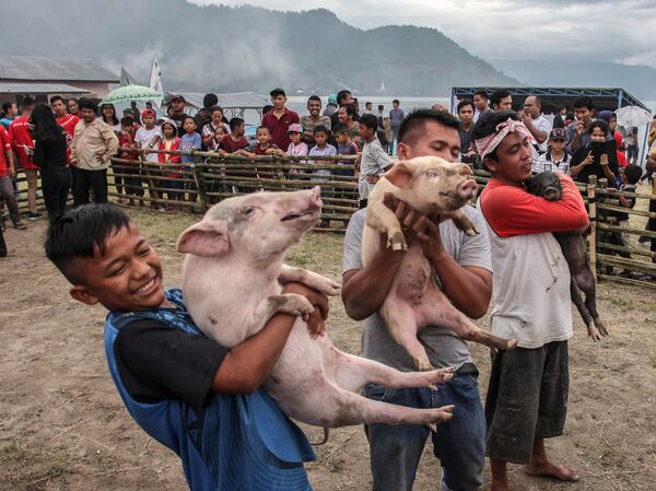 Cuộc thi bắt lợn tại lễ hội lợn trên hồ Toba ở Moire - Sputnik Việt Nam