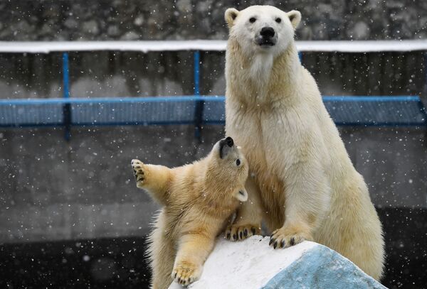 Gấu Bắc cực Gerda và gấu con trong chuồng của Sở thú Novosibirsk - Sputnik Việt Nam