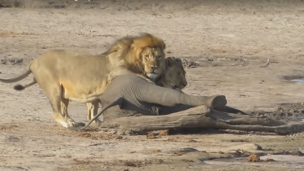 Sư tử ăn một con voi con - Sputnik Việt Nam