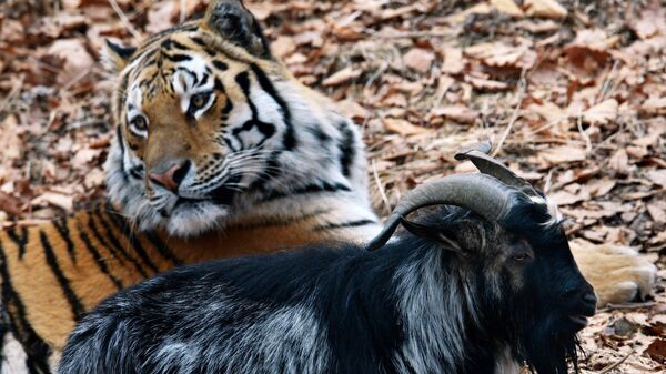 Dê Timur và hổ Amur từ Công viên Safari Primorsky - Sputnik Việt Nam