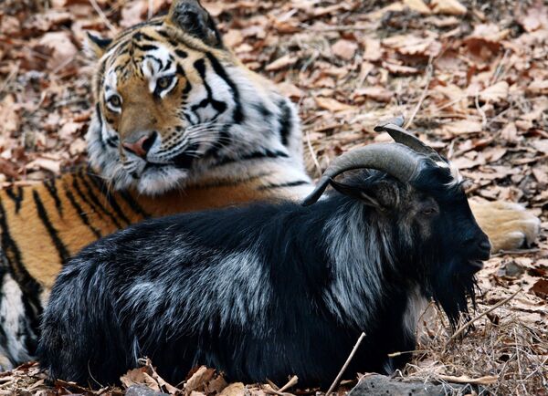 Hổ Ussuri tên là Amur và dê Timur trong công viên safari Primorsky, Nga - Sputnik Việt Nam