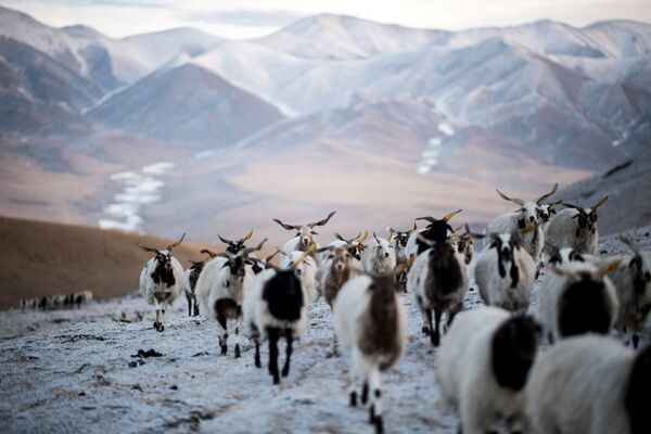 Cừu trên cao nguyên Thanh Tạng ở Trung Quốc - Sputnik Việt Nam
