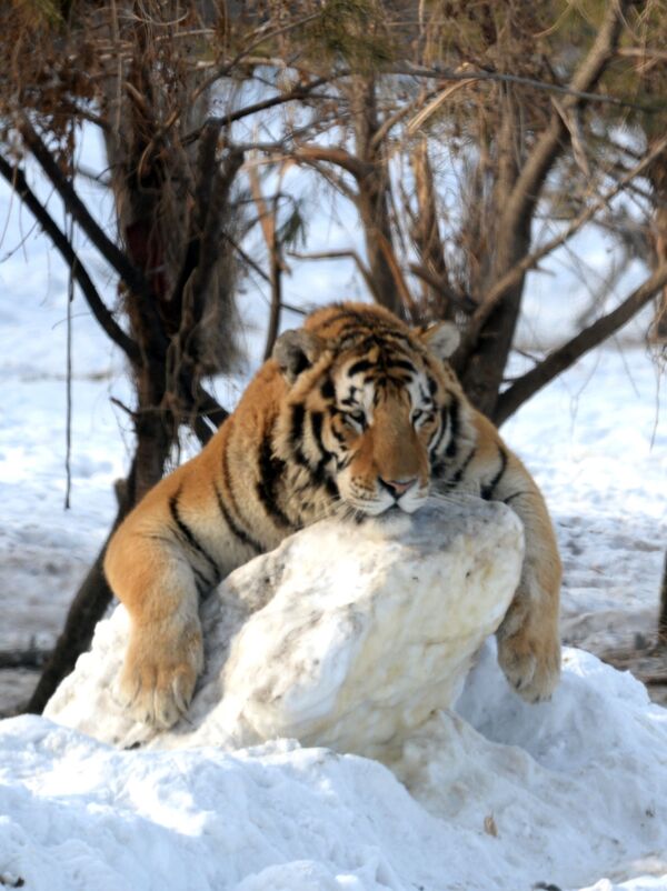 Hổ tại công viên “Hổ Siberia” ở Cáp Nhĩ Tân, tỉnh Hắc Long Giang, đông bắc Trung Quốc - Sputnik Việt Nam