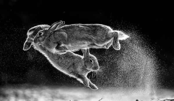Bức ảnh Jump (Bước nhảy) của nhiếp ảnh gia người Hungary Csaba Daróczi, quán quân Nature Photographer of The Year 2019 - Sputnik Việt Nam