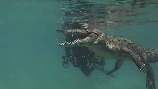 Cá sấu nhận được chuyến thăm và 'mở nụ cười' cho thợ lặn - Sputnik Việt Nam