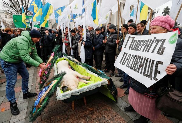 Lợn chết trong quan tài trong cuộc phản đối gần tòa nhà Verkhovnaya Rada ở Kiev - Sputnik Việt Nam