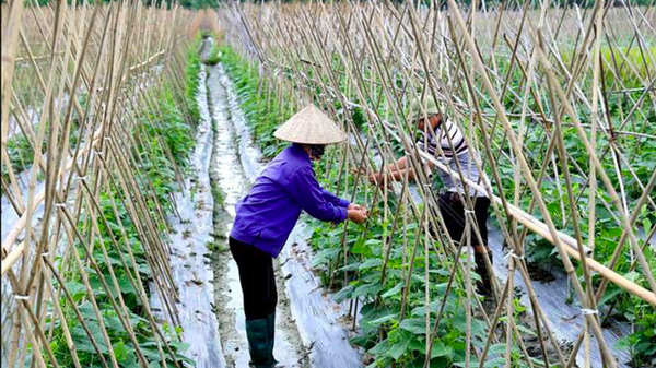 Hợp tác xã dịch vụ nông nghiệp nông sản An Hòa, xã An Hòa, huyện Tam Dương được Trung tâm Khuyến nông tỉnh hỗ trợ kỹ thuật mới trong sản xuất rau, phát huy hiệu quả cao.  - Sputnik Việt Nam
