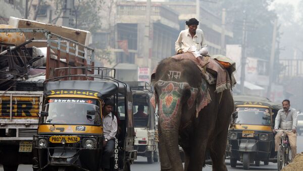 Một người lái xe cưỡi một con voi xuống đường phố của thành phố Amritsar của Ấn Độ - Sputnik Việt Nam