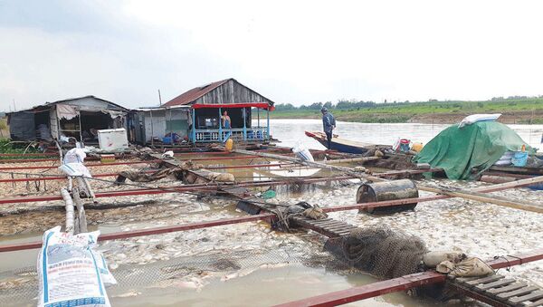 Nuôi cá lồng bè tự phát trên sông La Ngà là một trong những nguyên nhân khiến sông Đồng Nai ô nhiễm - Sputnik Việt Nam