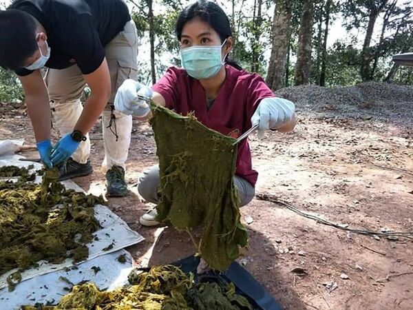 Tìm thấy 7 kg rác trong dạ dày của một con nai chết ở Thái Lan Tìm thấy 7 kg rác trong dạ dày của một con nai chết ở Thái Lan - Sputnik Việt Nam