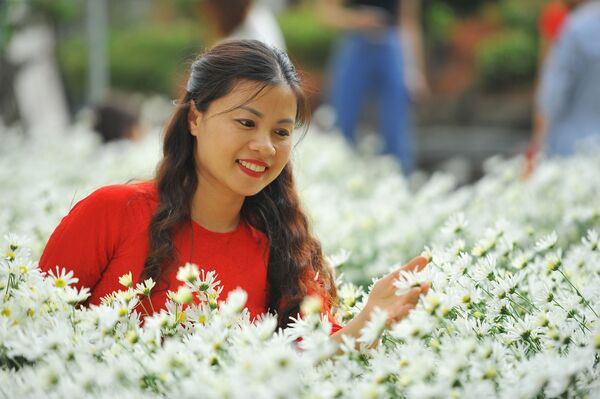 Vườn cúc họa mi tại thành phố Ninh Bình (tỉnh Ninh Bình) trong những ngày qua thu hút đông đảo du khách - Sputnik Việt Nam