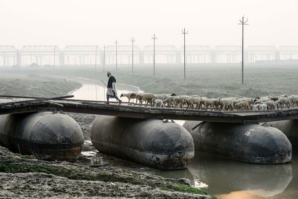 Người chăn cừu với đàn cừu trên cây cầu phao ở Allahabad, Ấn Độ - Sputnik Việt Nam