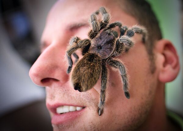 Con nhện Gramestola rosea khổng lồ trên khuôn mặt của một khách tham quan triển lãm ở Hanover, miền bắc nước Đức - Sputnik Việt Nam