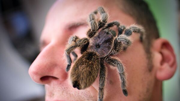 Con nhện Gramestola rosea khổng lồ trên khuôn mặt của một khách tham quan triển lãm ở Hanover, miền bắc nước Đức - Sputnik Việt Nam