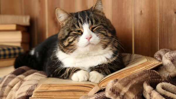Con mèo trên một cuốn sách - Sputnik Việt Nam