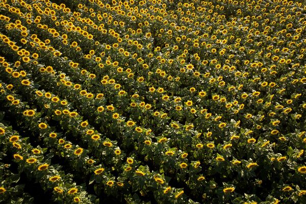 Cánh đồng hoa hướng dương nở rộ trong vùng Krasnodar - Sputnik Việt Nam